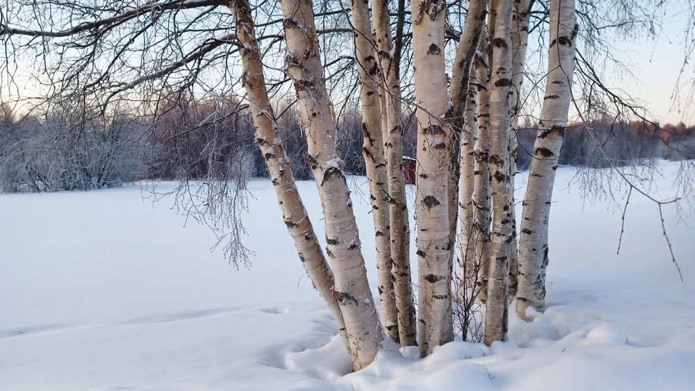 風邪と違う？札幌で増える「白樺花粉症」の見分け方