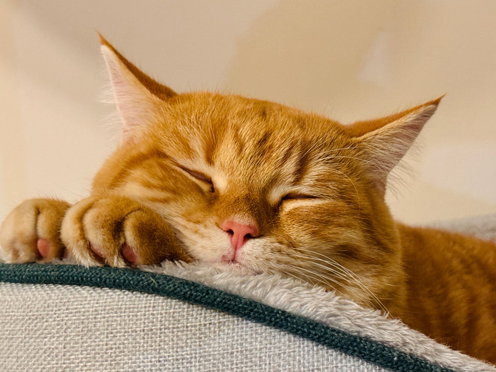 ネコアレルギーの治療：自由診療（自費）